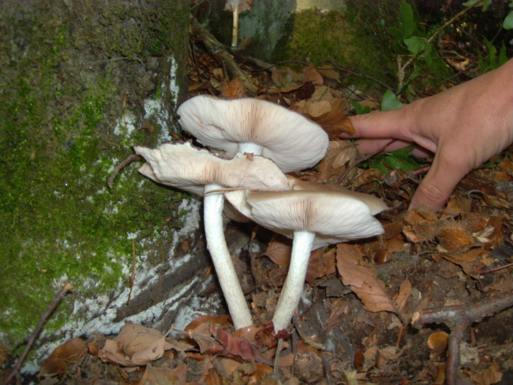 da determinare (Cfr. Pluteus cervinus)